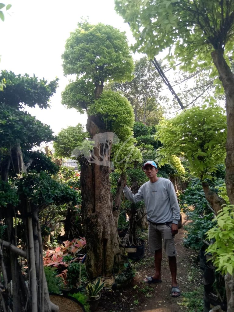 Jual Bonsai Anting Putri