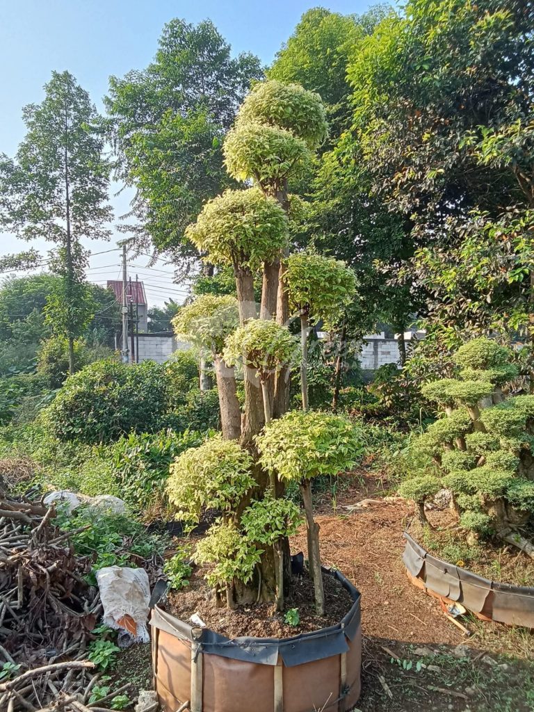 Jual Bonsai Anting Putri
