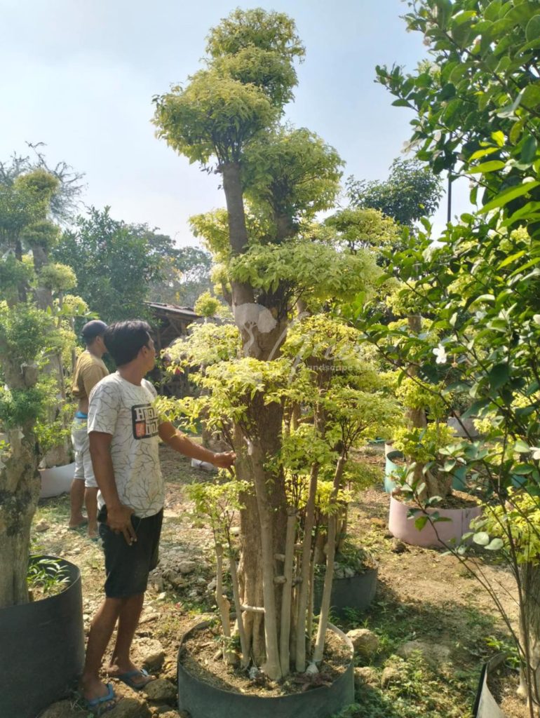 Jual Bonsai Anting Putri