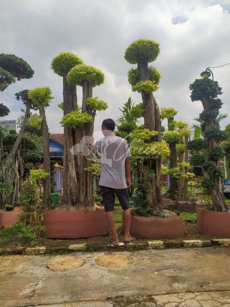 Jual Bonsai Anting Putri