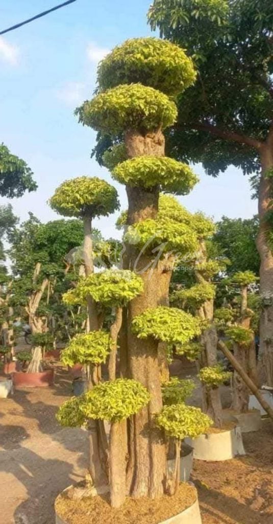 Jual Bonsai Anting Putri