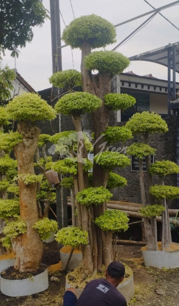 Jual Bonsai Anting Putri