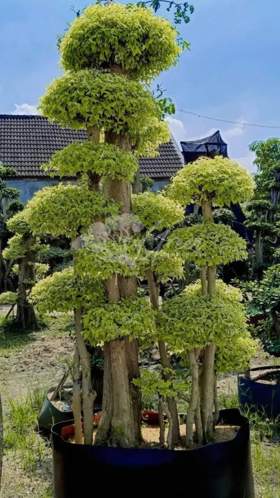 Jual Bonsai Anting Putri
