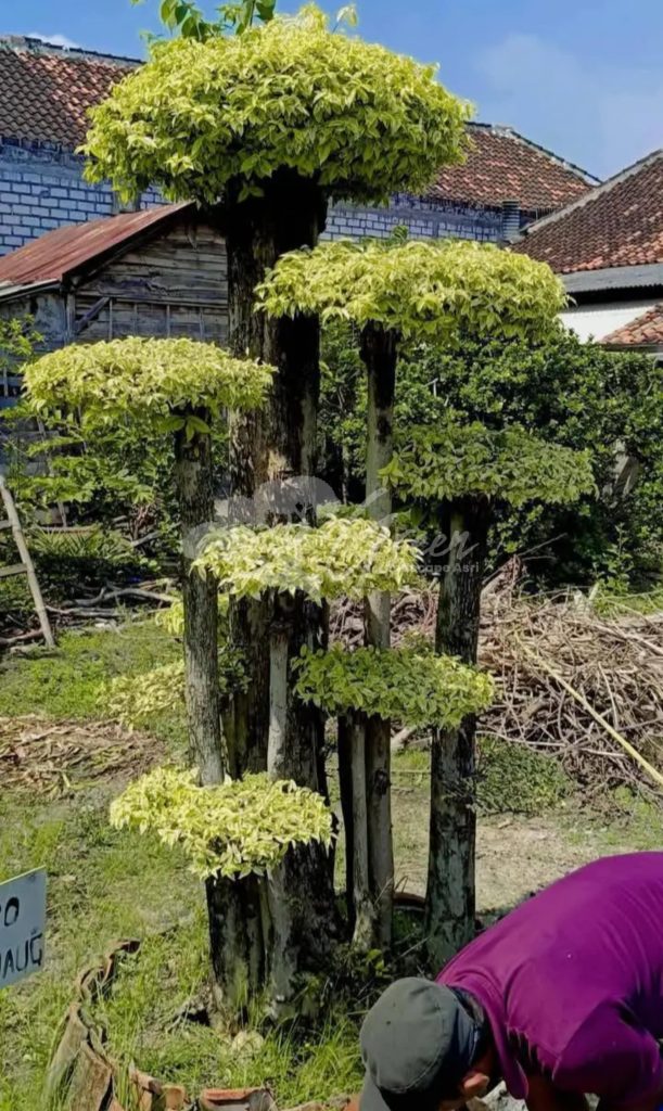 Jual Bonsai Anting Putri