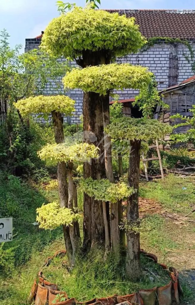 Jual Bonsai Anting Putri