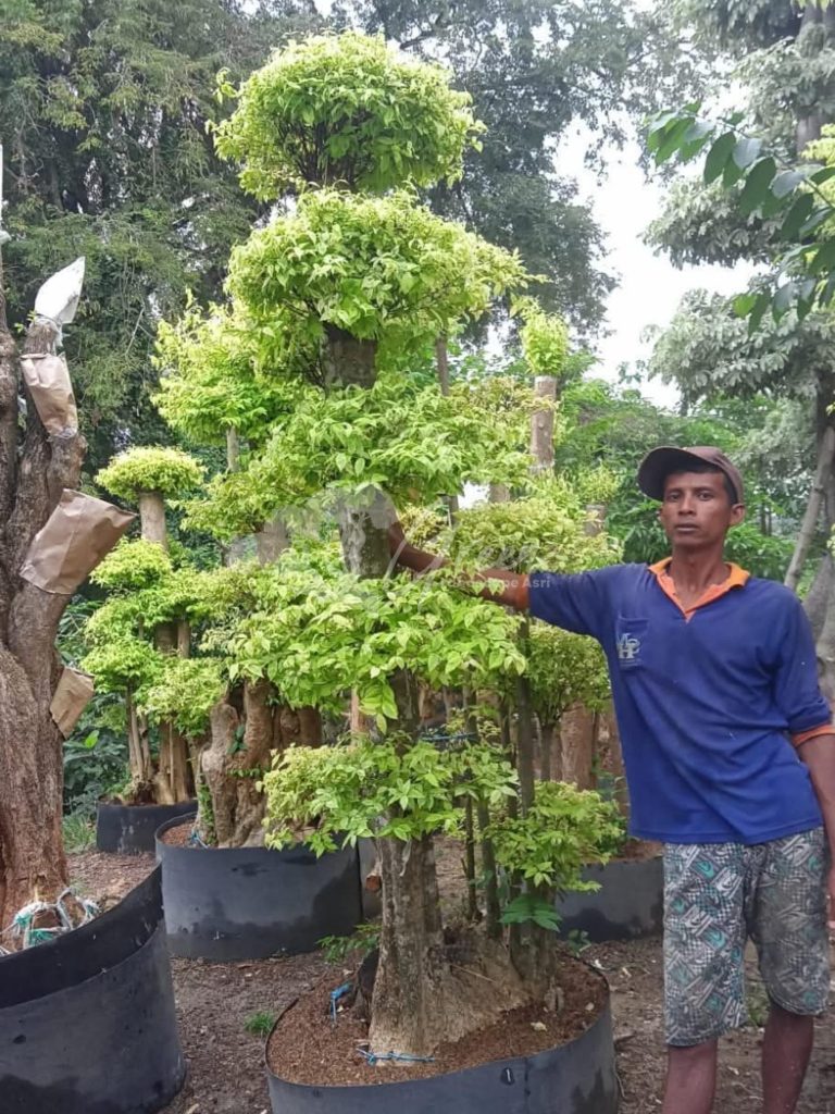 Jual Bonsai Anting Putri