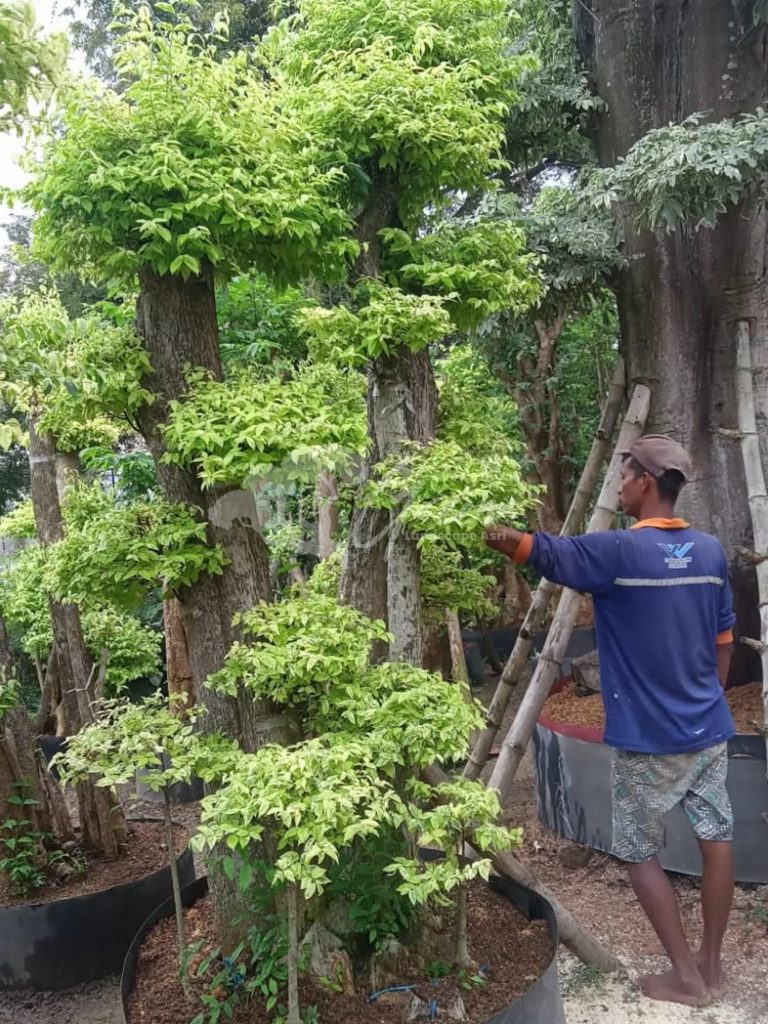 Jual Bonsai Anting Putri