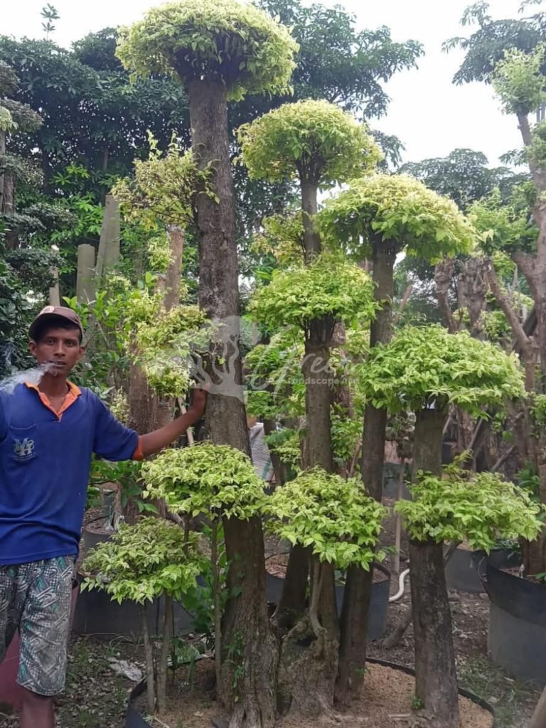 Jual Bonsai Anting Putri