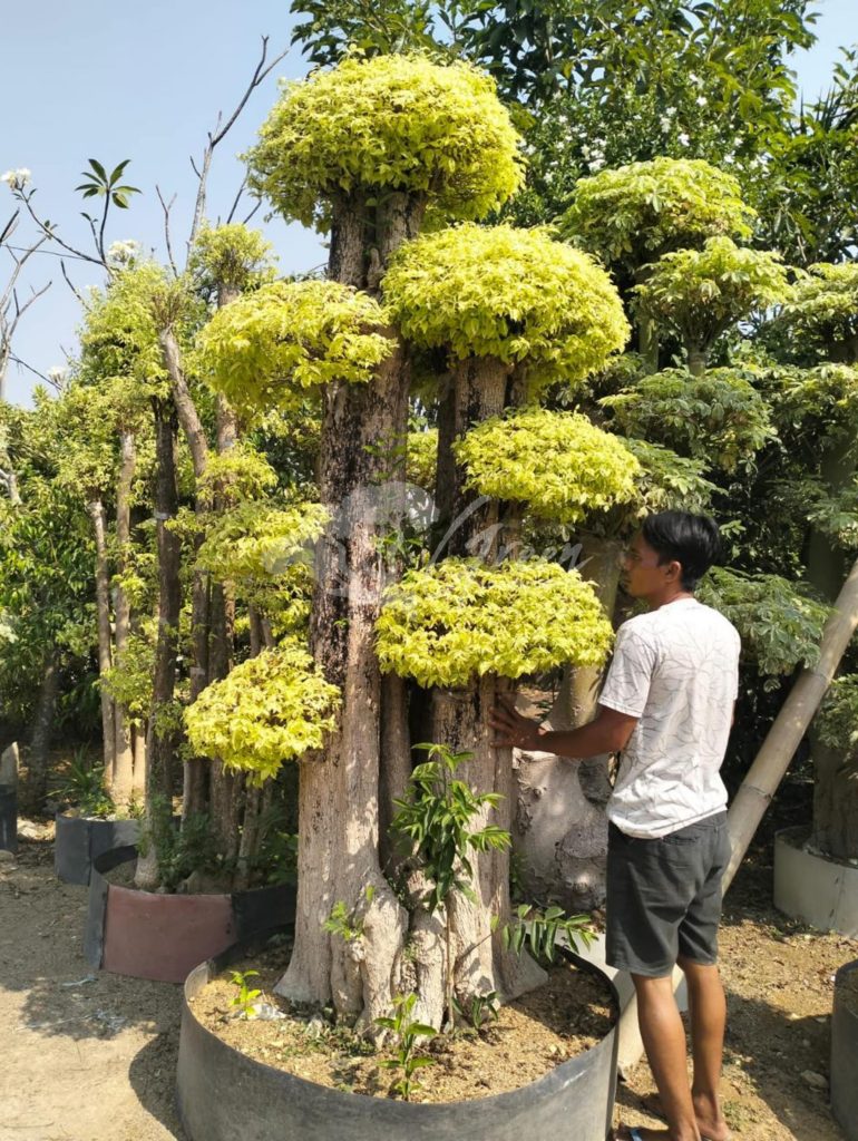 Jual Bonsai Anting Putri
