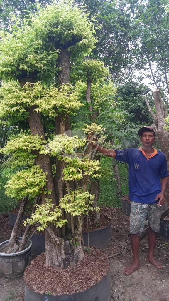 Jual Bonsai Anting Putri