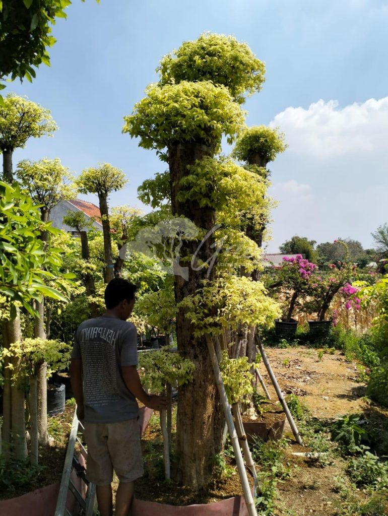 Jual Bonsai Anting Putri