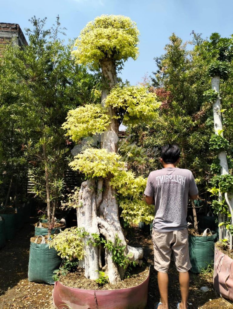 Jual Bonsai Anting Putri
