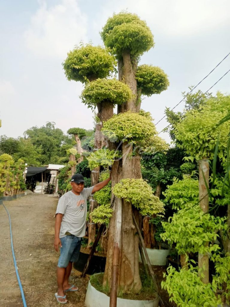Jual Bonsai Anting Putri