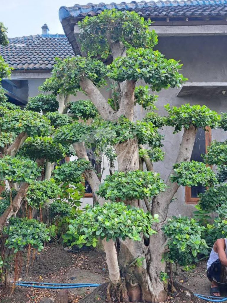 Jual Bonsai Dolar Beringin Korea
