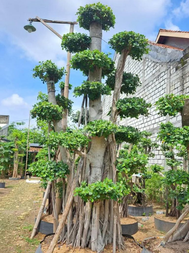 Jual Bonsai Dolar Beringin Korea
