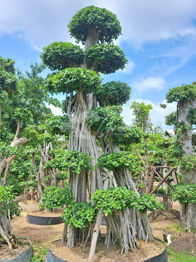 Jual Bonsai Dolar Beringin Korea