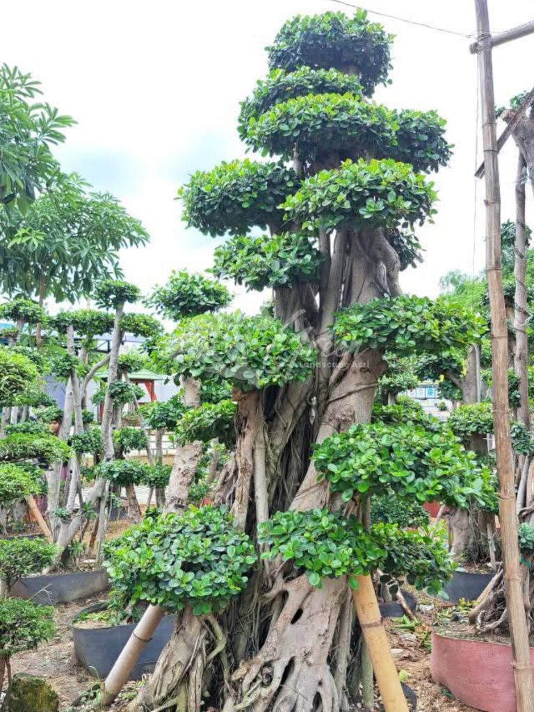 Jual Bonsai Dolar Beringin Korea