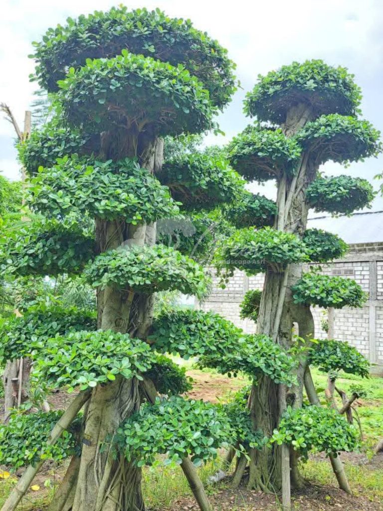 Jual Bonsai Dolar Beringin Korea