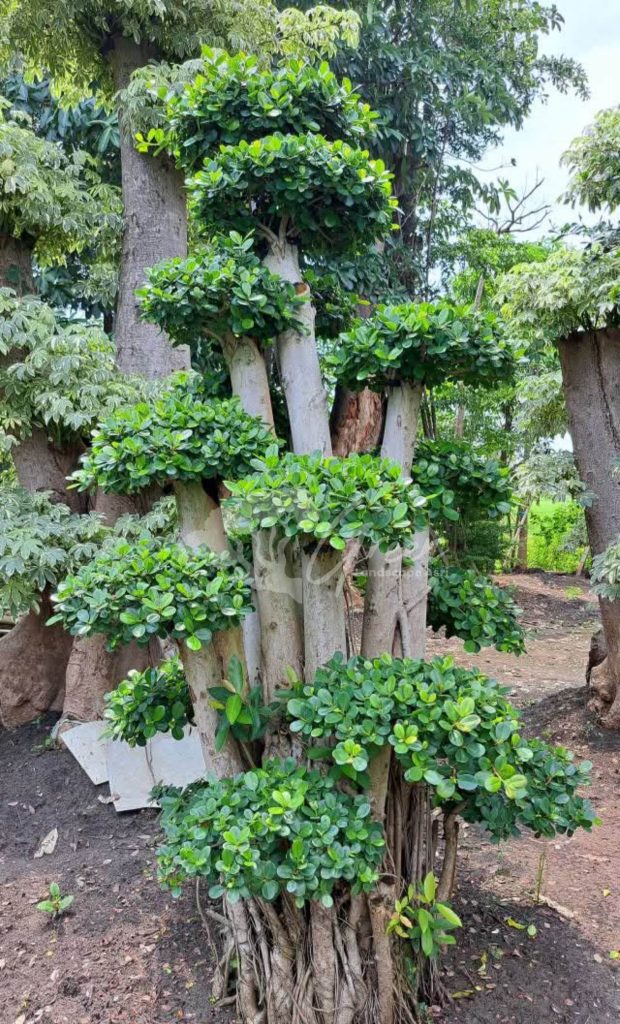Jual Bonsai Dolar Beringin Korea