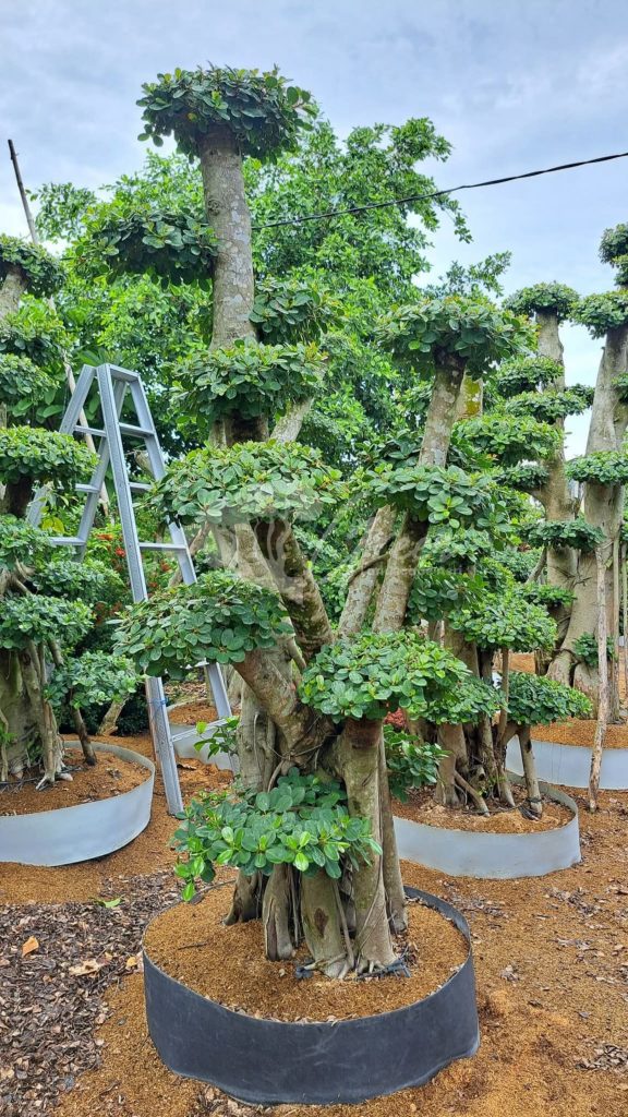 Jual Bonsai Dolar Beringin Korea