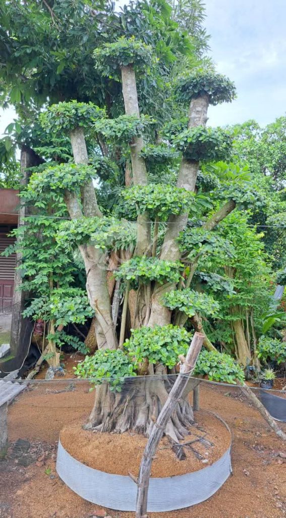 Jual Bonsai Dolar Beringin Korea