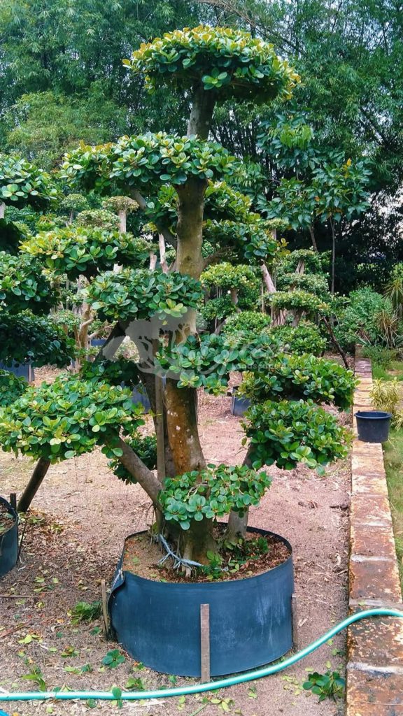 Jual Bonsai Dolar Beringin Korea