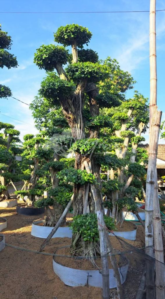 Jual Bonsai Dolar Beringin Korea