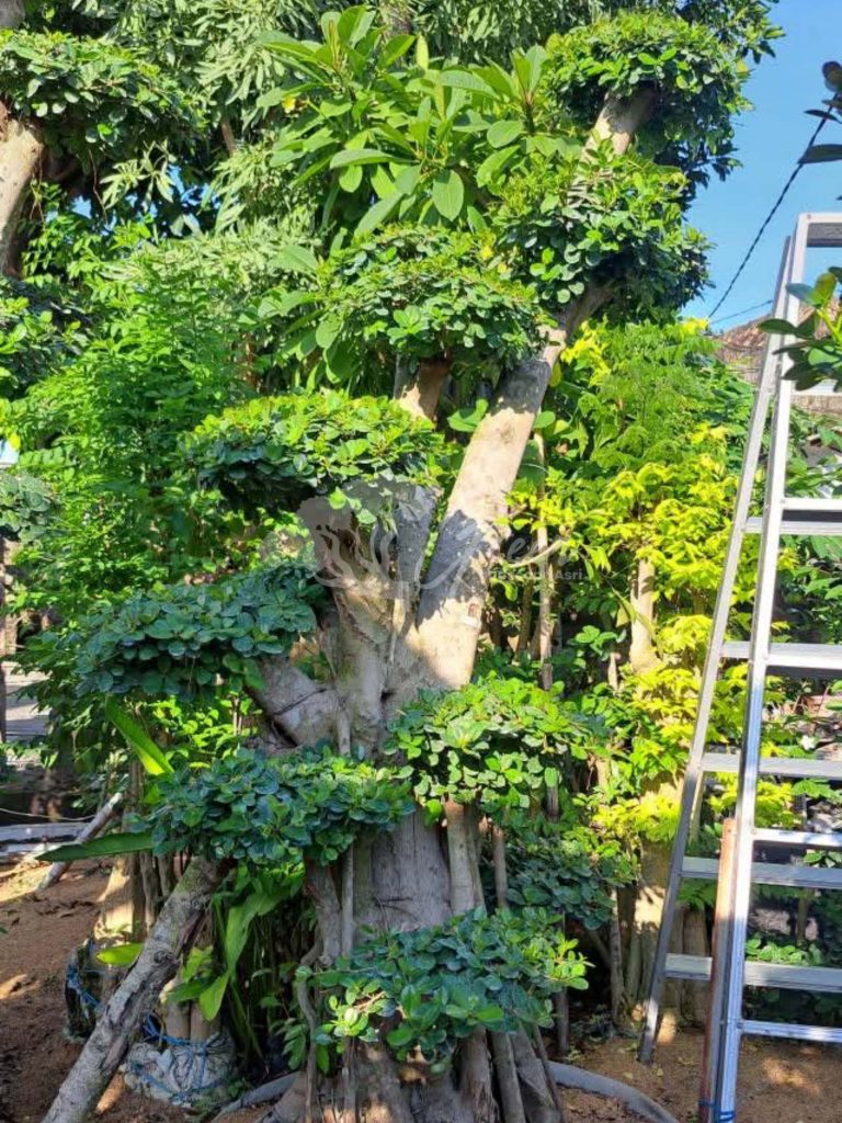 Jual Bonsai Dolar Beringin Korea