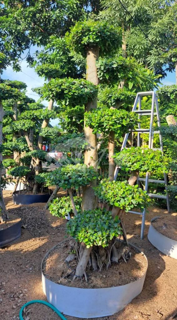 Jual Bonsai Dolar Beringin Korea