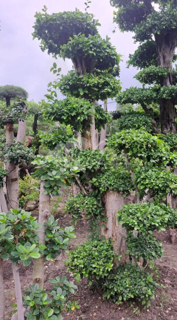 Jual Bonsai Dolar Beringin Korea