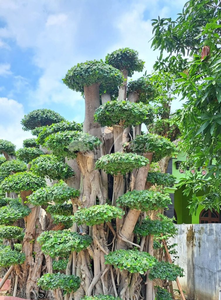 Jual Bonsai Dolar Beringin Korea