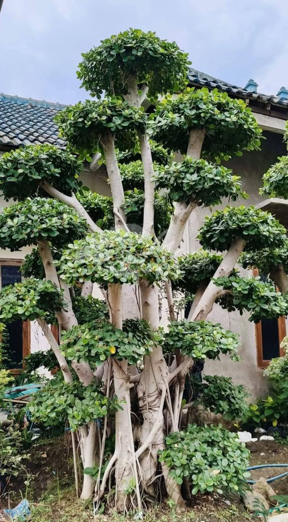 Jual Bonsai Dolar Beringin Korea