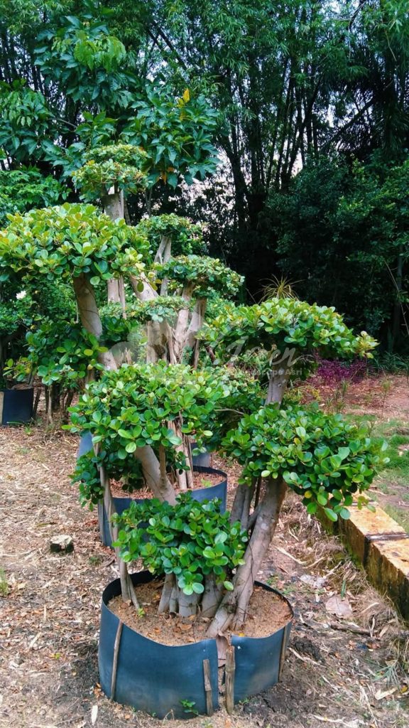 Jual Bonsai Dolar Beringin Korea