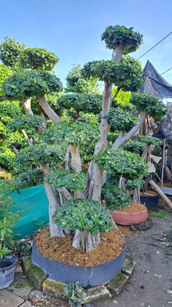 Jual Bonsai Dolar Beringin Korea