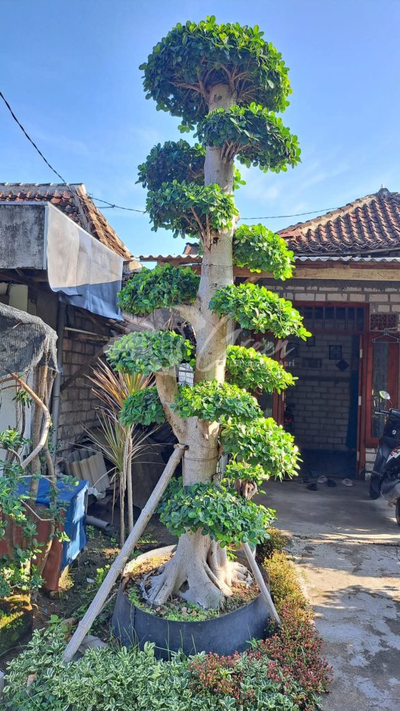Jual Bonsai Dolar Beringin Korea