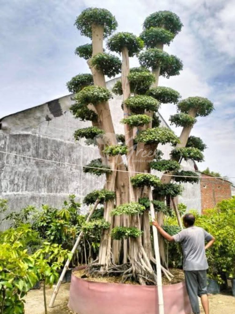 Jual Bonsai Dolar Beringin Korea