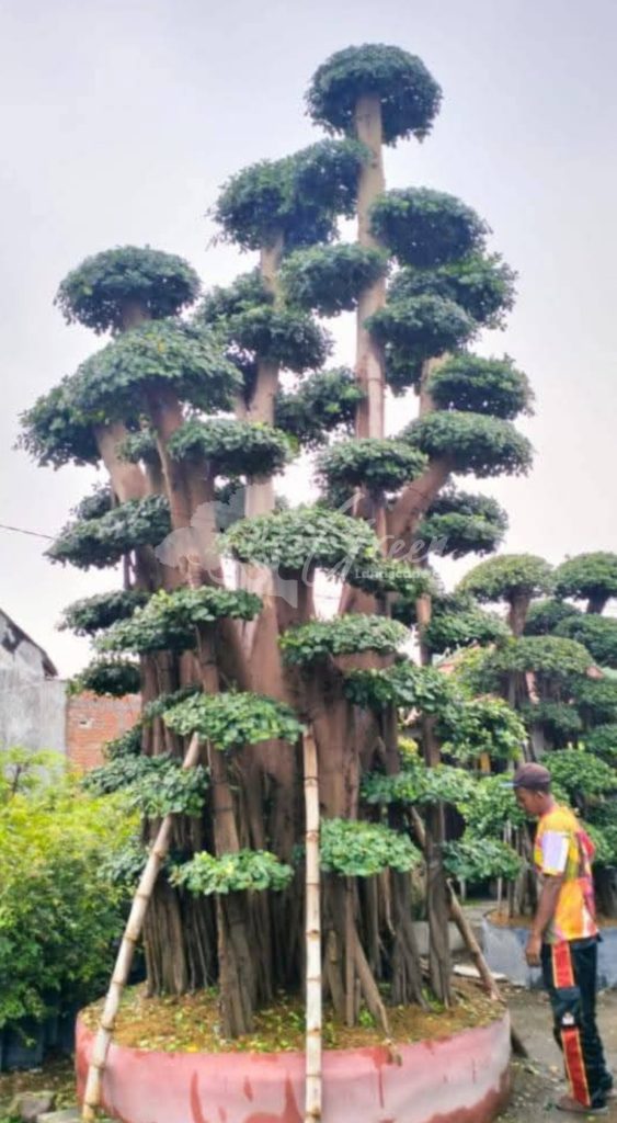 Jual Bonsai Dolar Beringin Korea