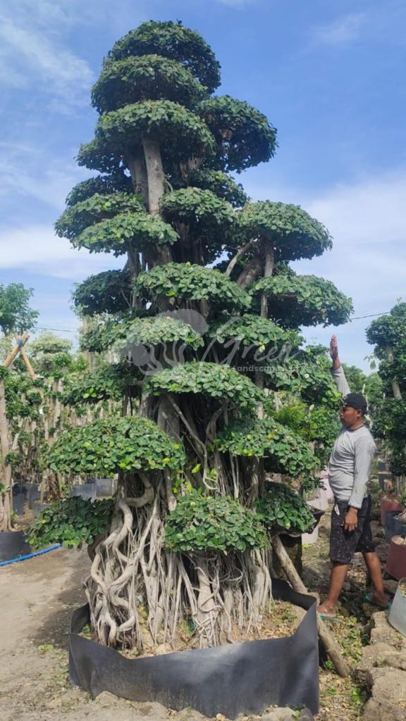 Jual Bonsai Dolar Beringin Korea