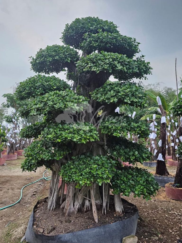 Jual Bonsai Dolar Beringin Korea
