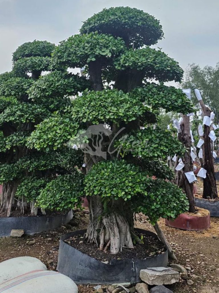 Jual Bonsai Dolar Beringin Korea