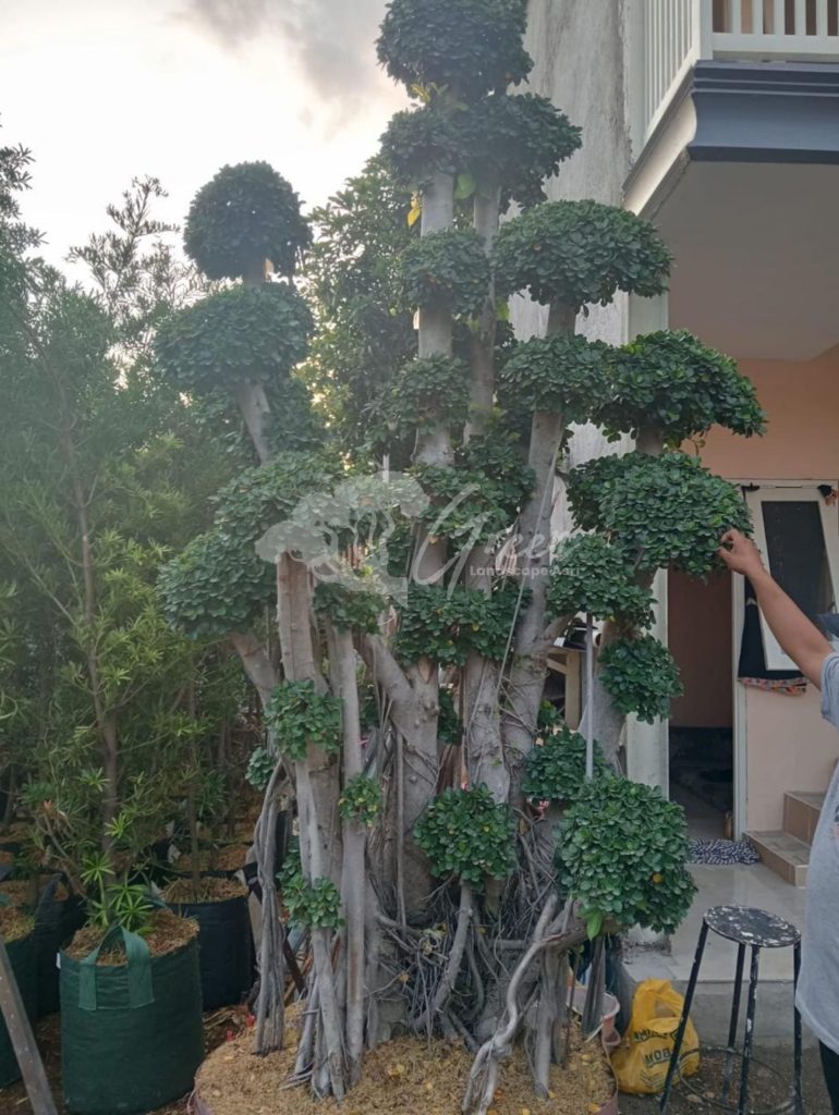 Jual Bonsai Dolar Beringin Korea