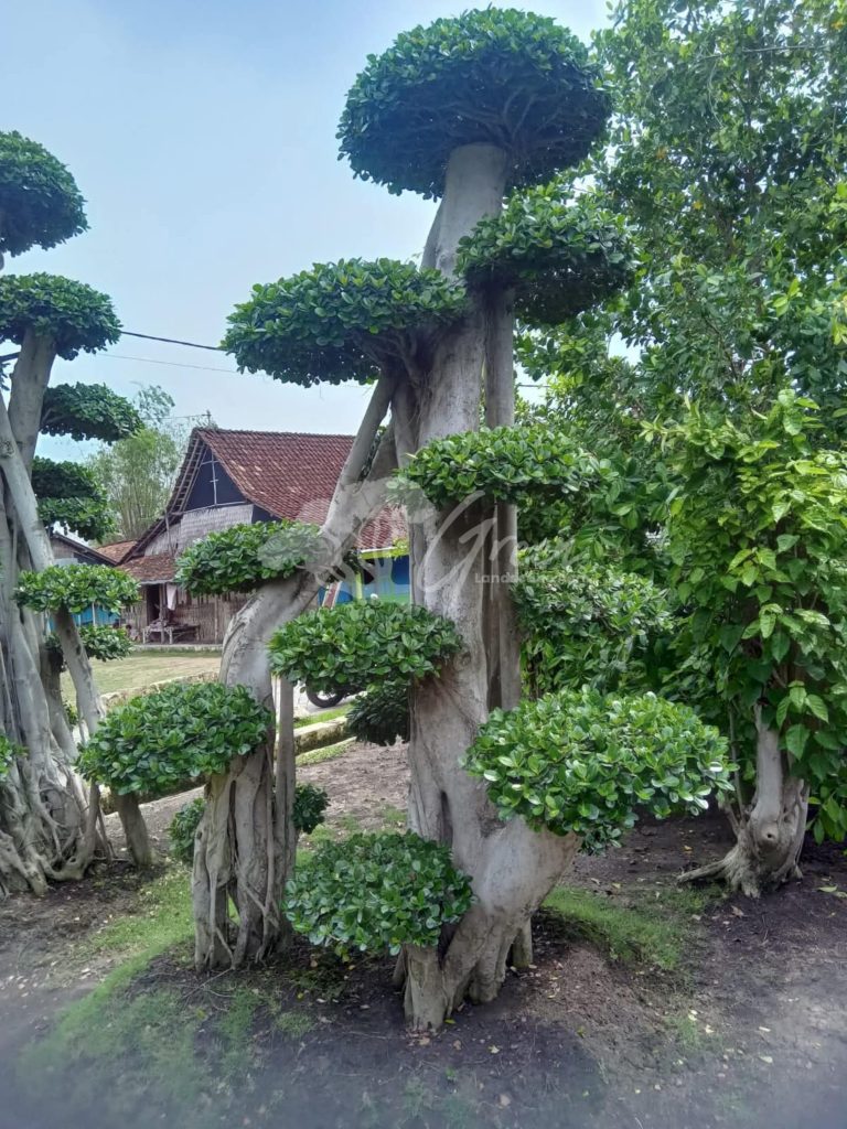 Jual Bonsai Dolar Beringin Korea