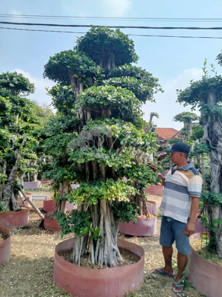 Jual Bonsai Dolar Beringin Korea