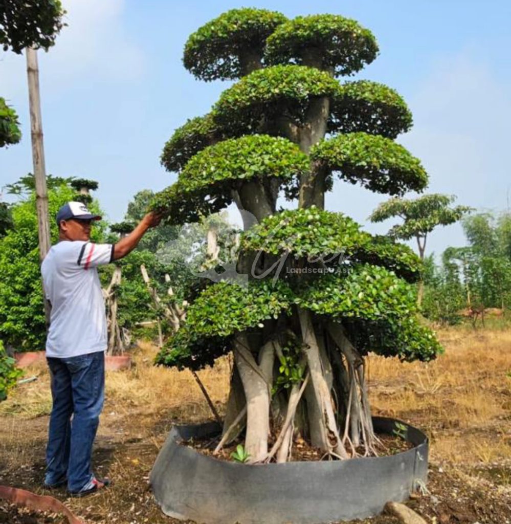 Jual Bonsai Dolar Beringin Korea