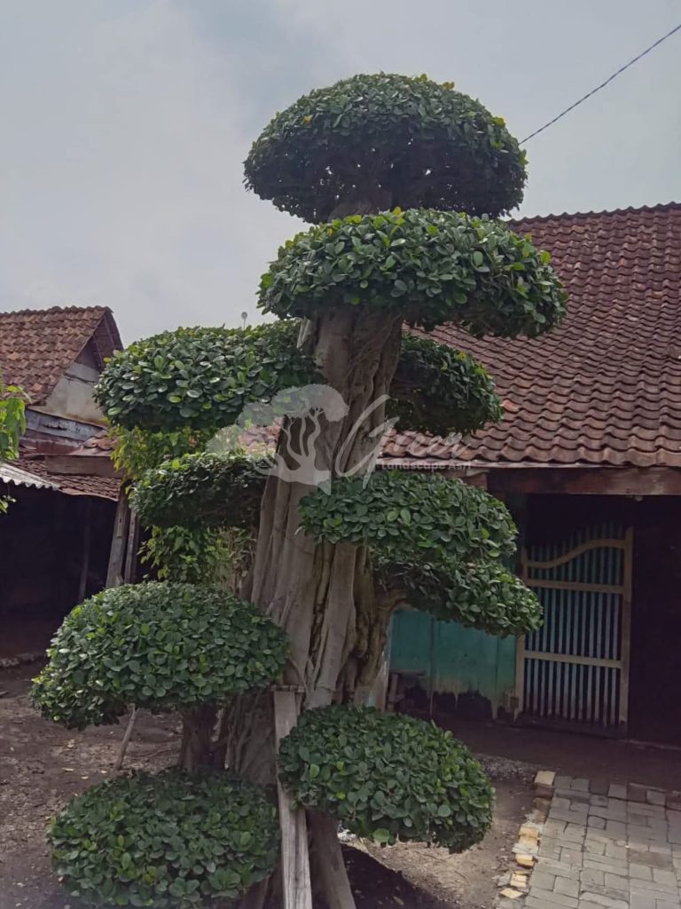 Jual Bonsai Dolar Beringin Korea