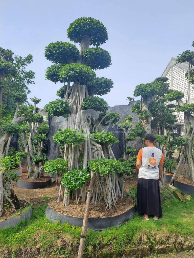 Jual Bonsai Dolar Beringin Korea