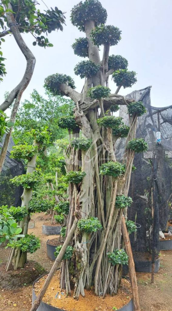 Jual Bonsai Dolar Beringin Korea