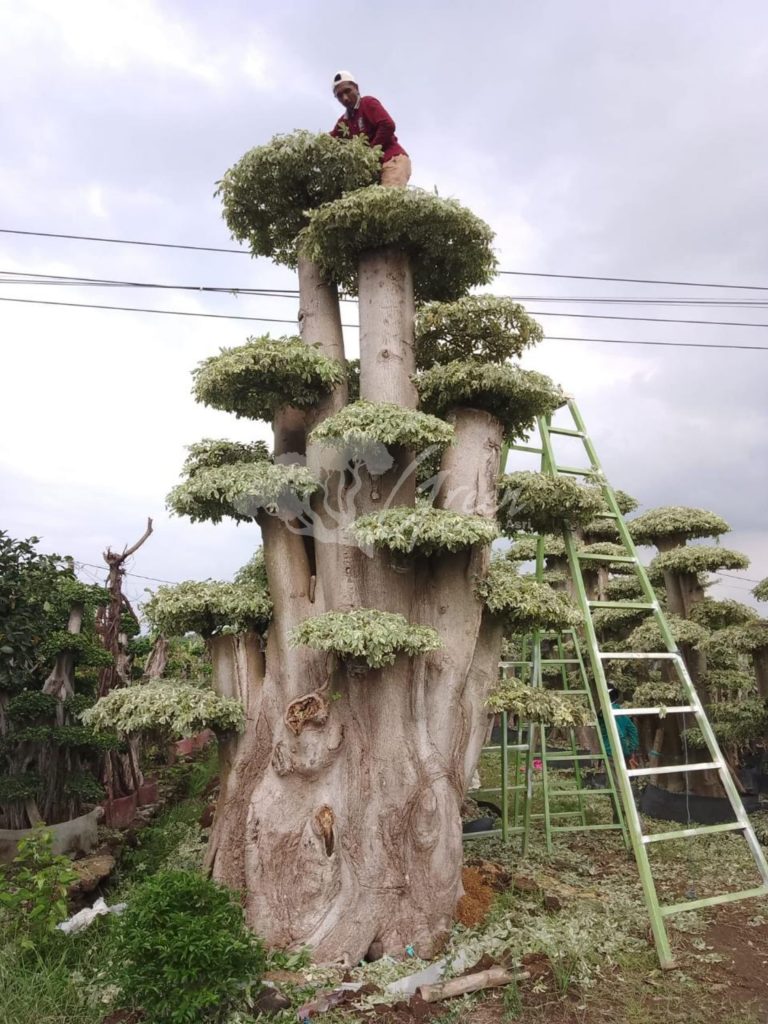 Jual Bonsai Anting Putri