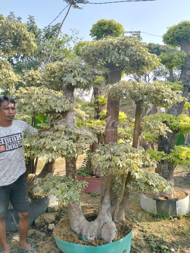 Jual Bonsai Anting Putri
