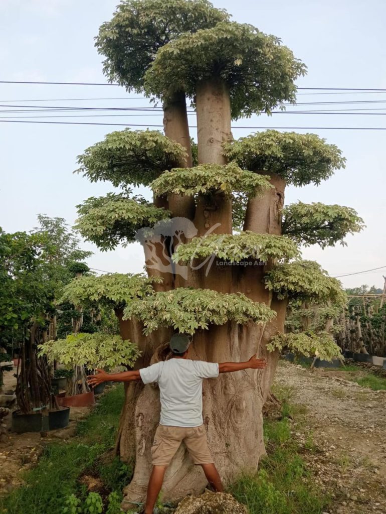 Jual Bonsai Anting Putri